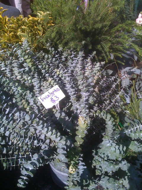 Eucalyptus at Larchmont Farmers Market