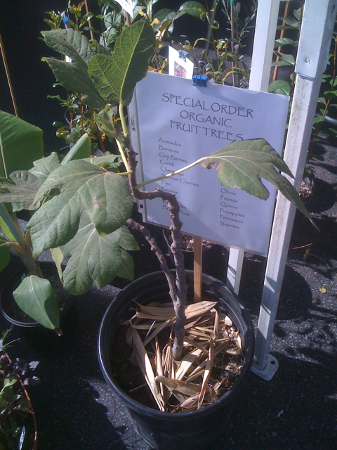 Organic Fruit Trees at Larchmont Farmers Market