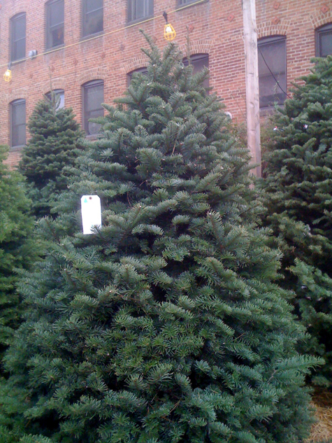 Noble fir Christmas tree on Larchmont Boulevard