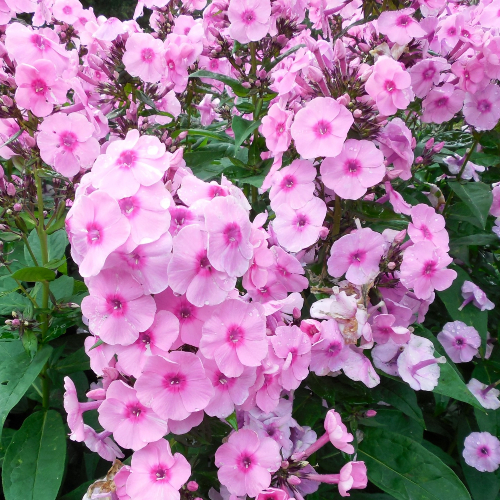 pink spring flowers